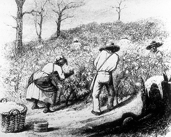 slaves_in_cotton